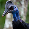 Papua New Guinea, Rabaul, Natur