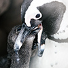 Brillenpinguine Boulders Beach