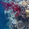 Palau Archipel, Unterwasser