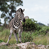 Okavango Delta, Botswana, Zebra