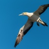 Cape gannet