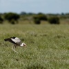 Botswana, Kalahari, CKGR