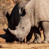 square-lipped rhino