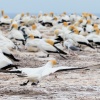 Australasian gannets, Cape Kidnappers