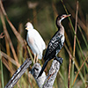 Okavango Delta, Botswana, Kormoran