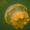 Palau, Jellyfish Lake