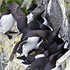 Iceland, seabirds