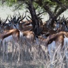 Botswana, Kalahari, CKGR