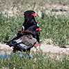 Botswana, Kalahari Transfrontier