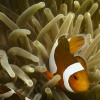 Anemonenfische orange, Falscher Clownfisch