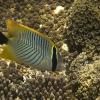 Anak Krakatoa, Underwater