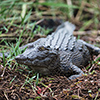 Okavango Delta, Botswana, crokodile