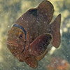 black-banded anemonenfish