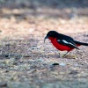 crimson-breasted shrike