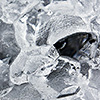 Structures of Ice