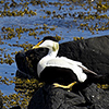 Iceland, eider duck