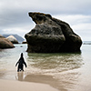 Brillenpinguine Boulders Beach