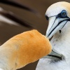 Australasian gannet, Cape Kidnappers