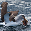 New Zealand, Doubtful Sound, albatrosses