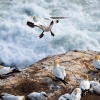 Australasian gannets, Muriwai Beach
