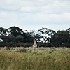 Okavango Delta, Botswana, Lechwe