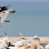 Australasian gannets, Cape Kidnappers