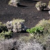 Lanzarote Timanfaya