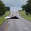 Chobe NP, dead elephant