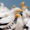 Australasian gannets, Cape Kidnappers