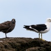 Australasian gannet, Cape Kidnappers