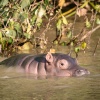 Hippo Baby, St. Lucia