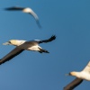 Cape gannet