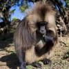 Gelada baboons