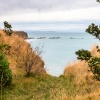 Australasian gannet, Cape Kidnappers