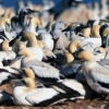 Cape gannet