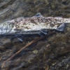 Kamchatka, salmon