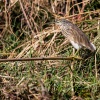 Green heron