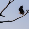 African fish eagle