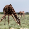 Makgadikgadi Pan, giraffes