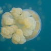 Palau, Jellyfish Lake