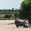 Botswana, Kalahari, CKGR