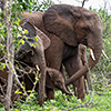 Chobe NP, Elefant