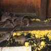 India, Rat Temple Karni Mata