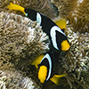 Goldschwanz-Anemonenfisch