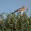 Botswana, Kalahari, CKGR