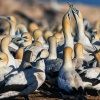 Cape gannet