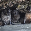 Neuseeland, Abel-Tasman-Nationalpark