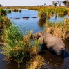 Elefant Okavango