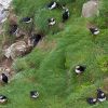 Iceland, Atlantic Puffin, Lundi