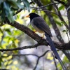 Himalayan yellow-billed magpie